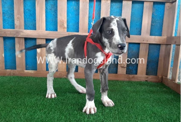 ---greatdane-100_9
