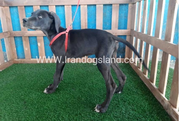 ---greatdane-102_1