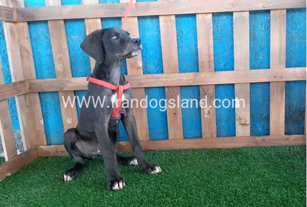 ---greatdane-102_10