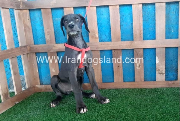 ---greatdane-102_11