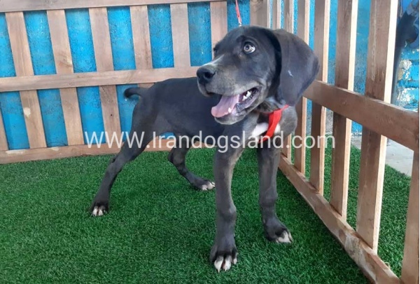 ---greatdane-102_12