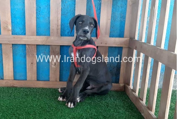 ---greatdane-102_2