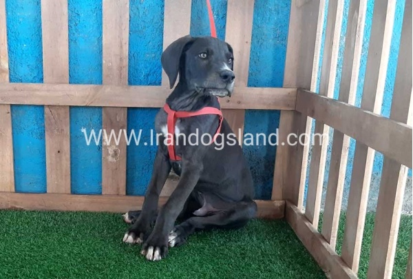---greatdane-102_3