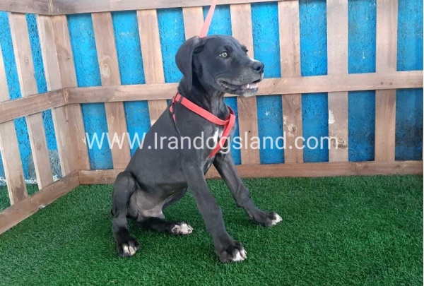 ---greatdane-102_4