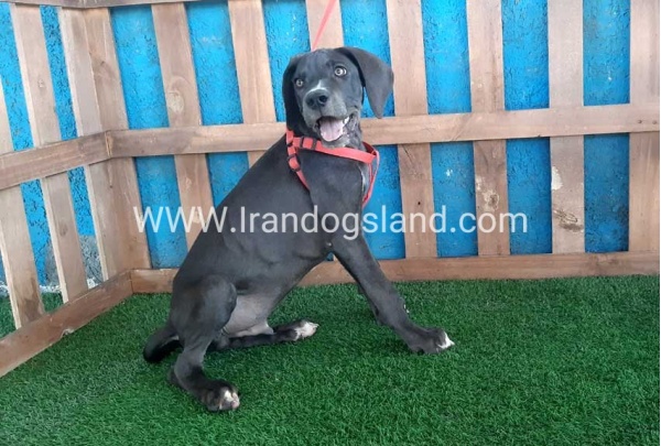 ---greatdane-102_5