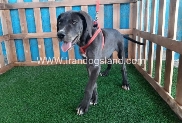 ---greatdane-102_6