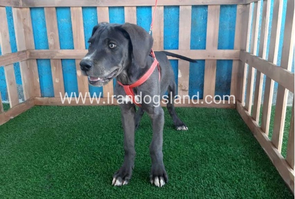 ---greatdane-102_7
