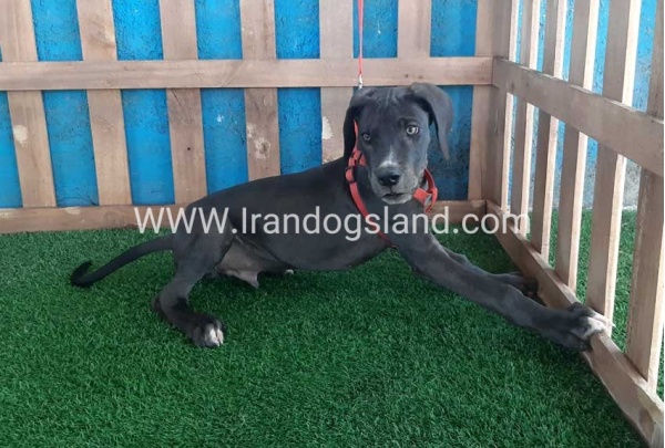 ---greatdane-102_8