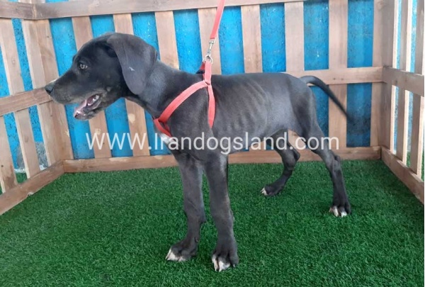 ---greatdane-102_9