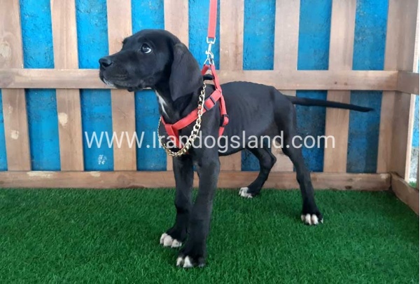 ---greatdane-103_1