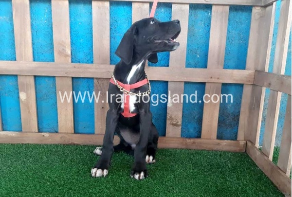 ---greatdane-103_10