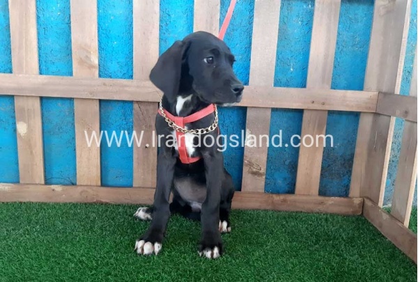 ---greatdane-103_11