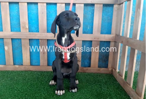---greatdane-103_12