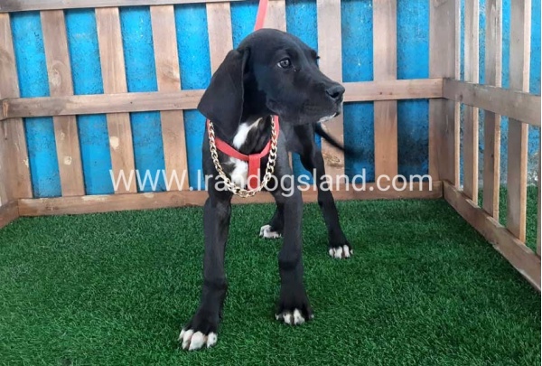 ---greatdane-103_2