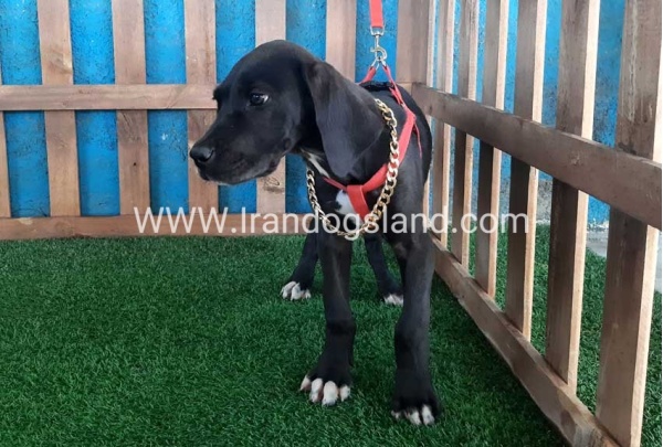 ---greatdane-103_3