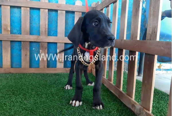---greatdane-103_4