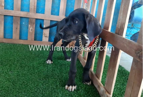 ---greatdane-103_5