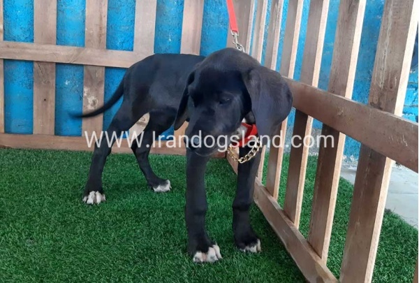 ---greatdane-103_6