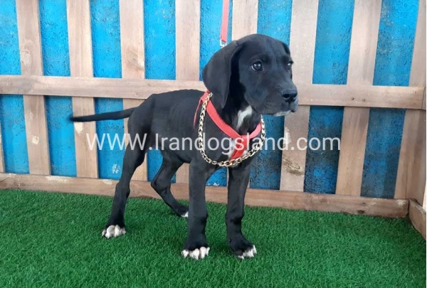 ---greatdane-103_7