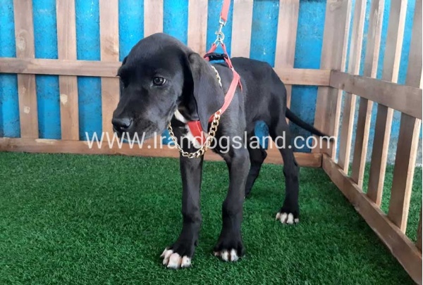 ---greatdane-103_8