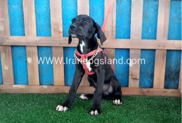 ---greatdane-103_9