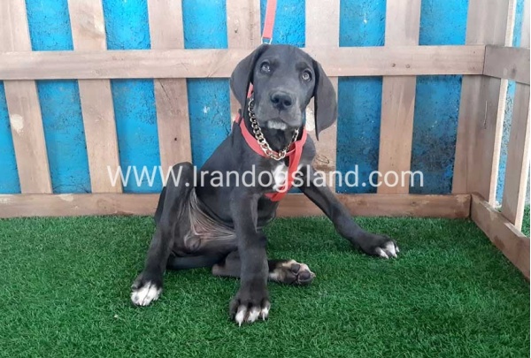 ---greatdane-104_1