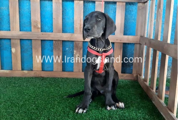 ---greatdane-104_3
