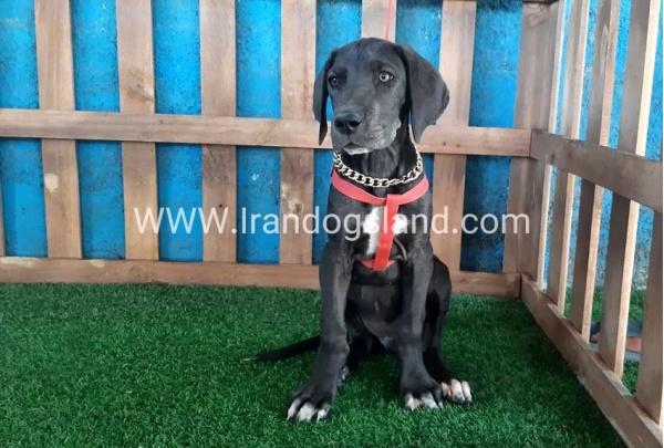 ---greatdane-104_4