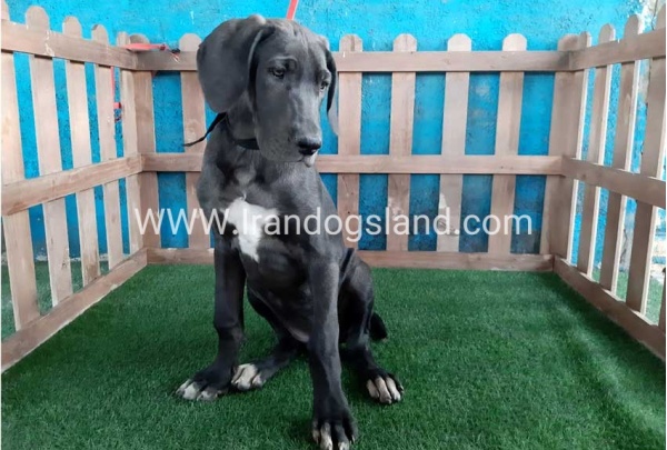 ---greatdane-105_1