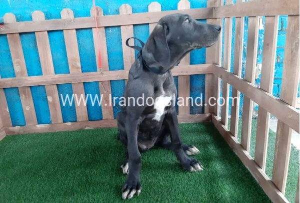 ---greatdane-105_2