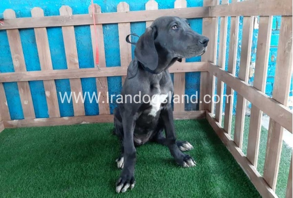 ---greatdane-105_3