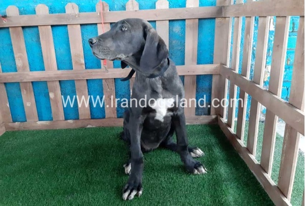 ---greatdane-105_4