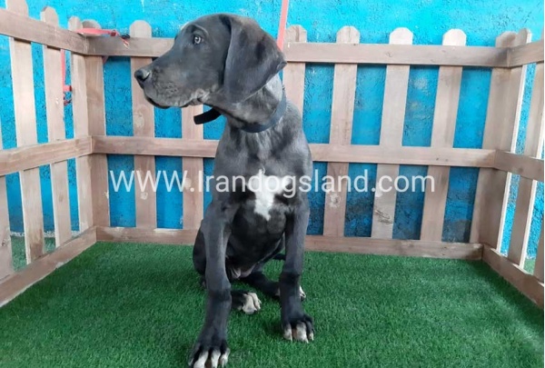 ---greatdane-105_5