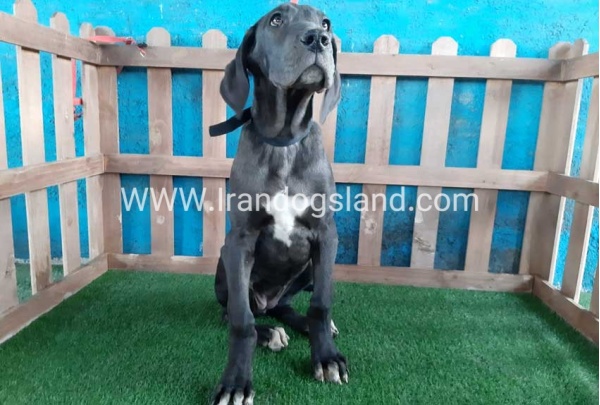 ---greatdane-105_6