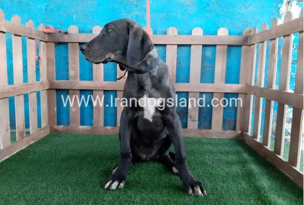 ---greatdane-105_7