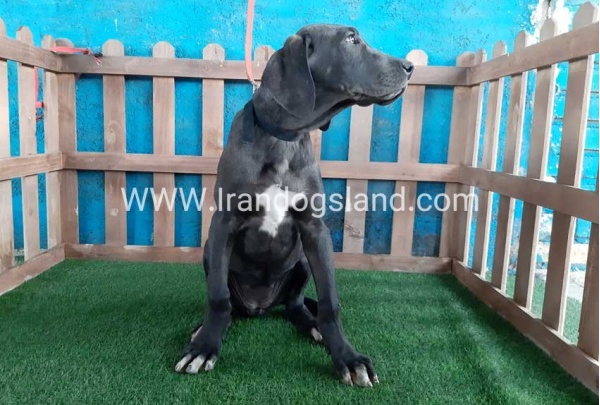 ---greatdane-105_8