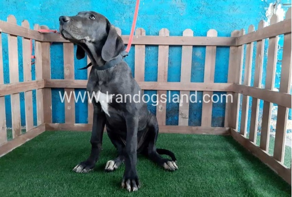 ---greatdane-105_9