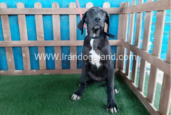 ---greatdane-106_1
