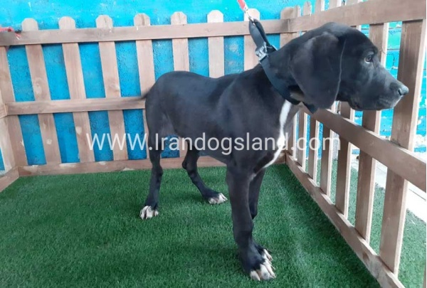 ---greatdane-106_2