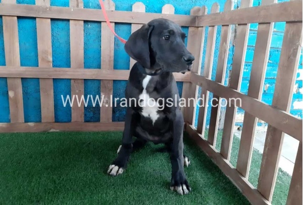 ---greatdane-106_3