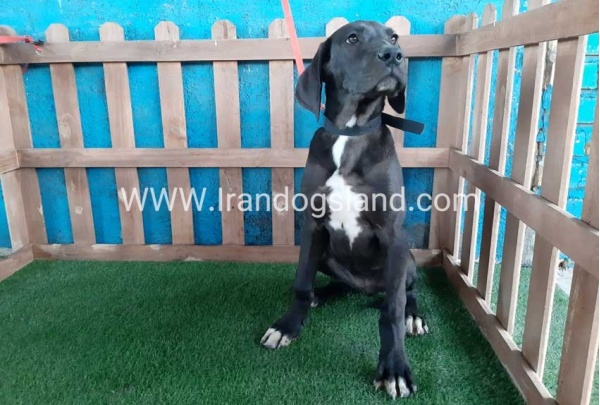 ---greatdane-106_4