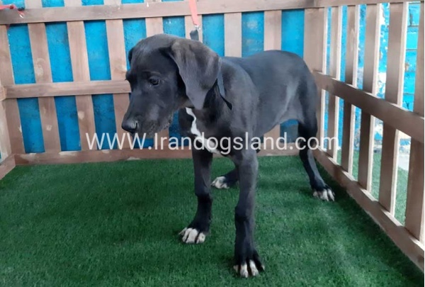 ---greatdane-106_5