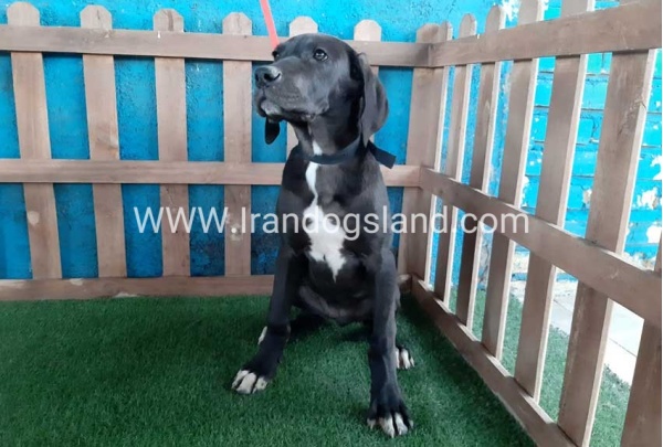 ---greatdane-106_6