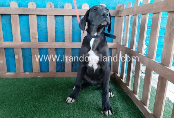 ---greatdane-106_7