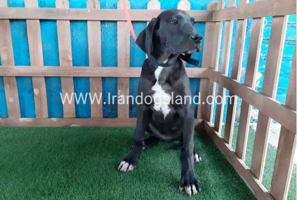 ---greatdane-106_8