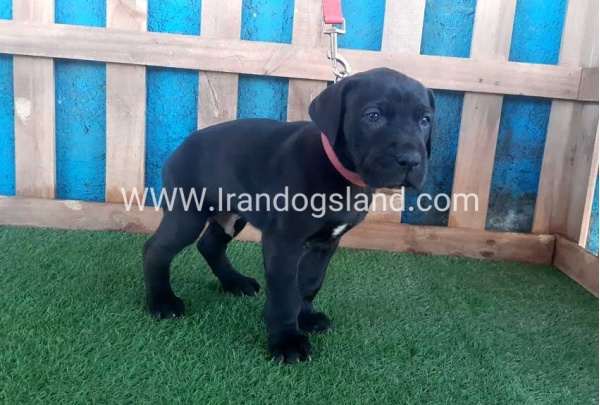 ---greatdane-107_1