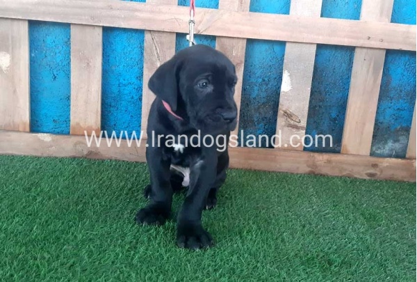 ---greatdane-107_3
