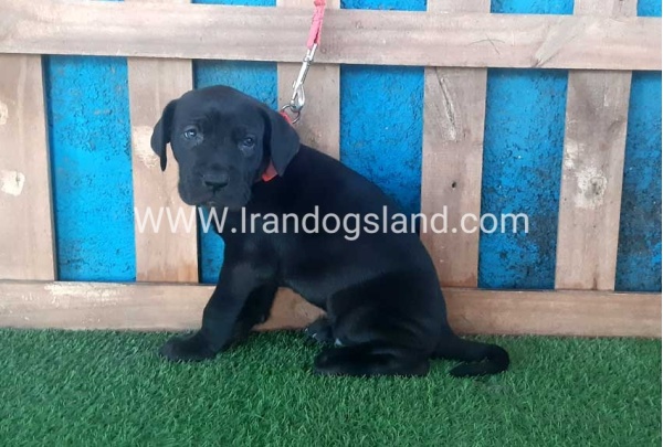 ---greatdane-107_4