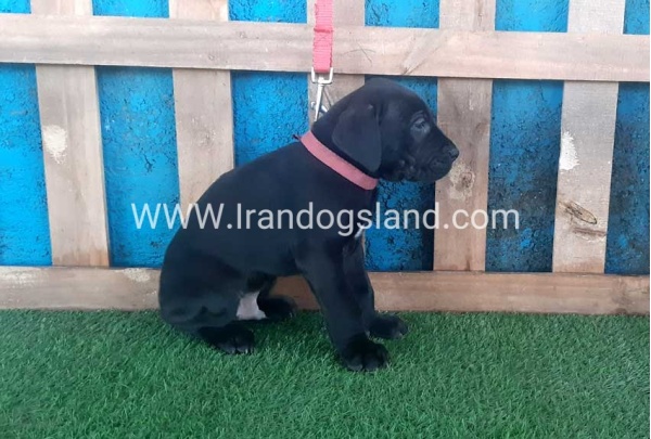 ---greatdane-107_6