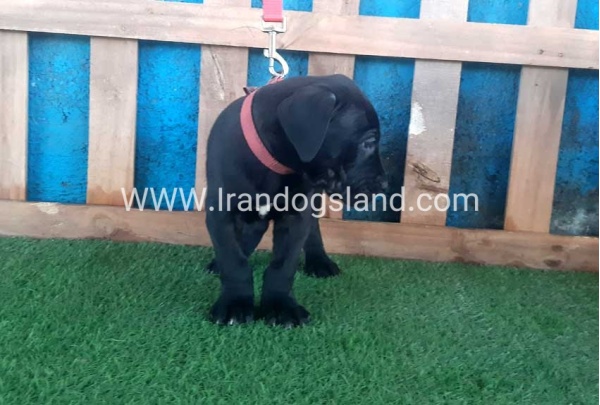 ---greatdane-107_8